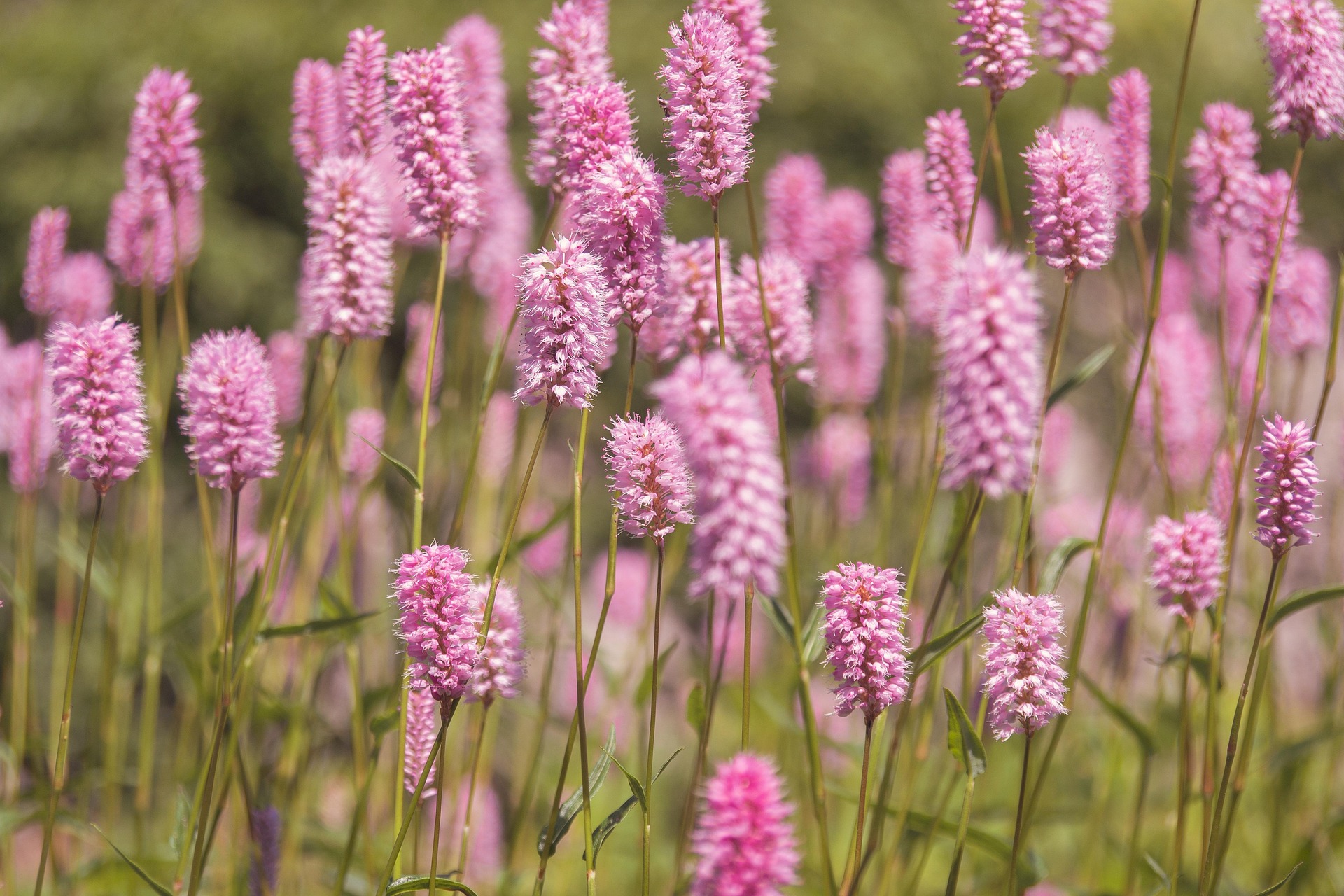 Pink flowers in a field