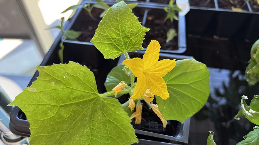plant giveaway A Horticulture class is giving away plants grown by students.