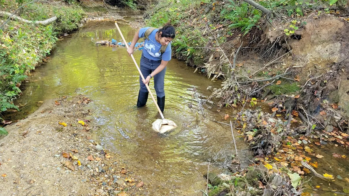 A woman stands in a shallow woodland stream, using a long-handled net to sweep through the water to collect organisms living in the stream. The stream is bordered by soil banks, fallen leaves and dense vegetation, with tall trees in the background. The water is clear and gently flowing over a rocky and sandy bottom.