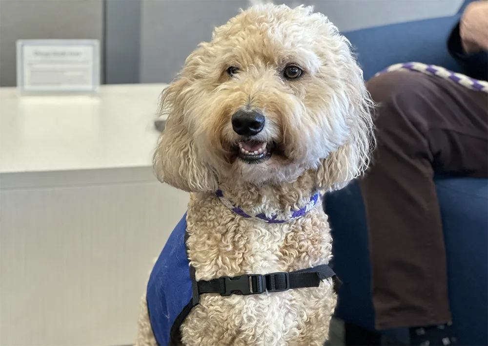 A therapy dog helps students get a break from studying.