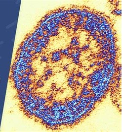 Enlarged image of a cell seen through a microscope