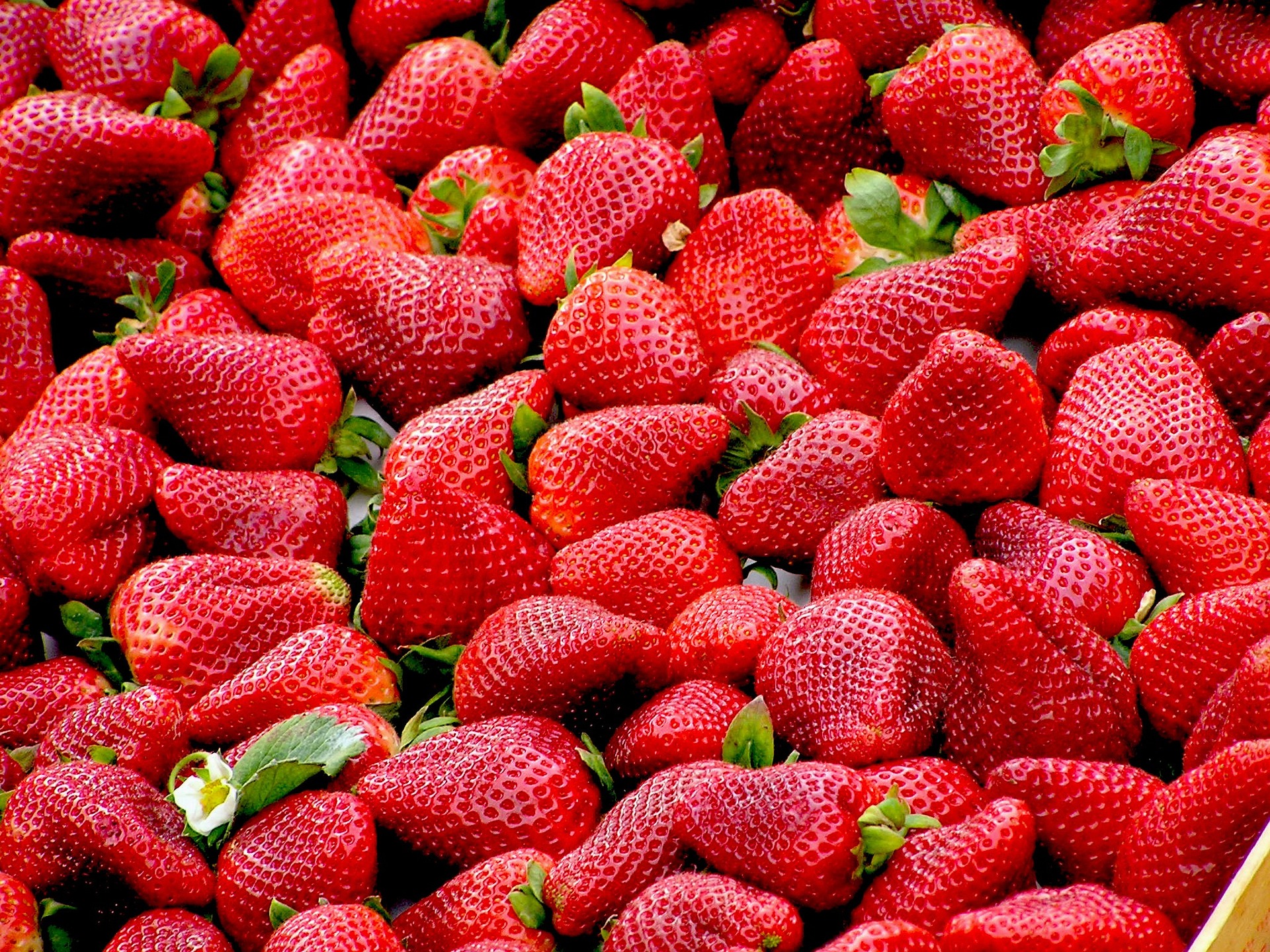 Spring Strawberry Fest