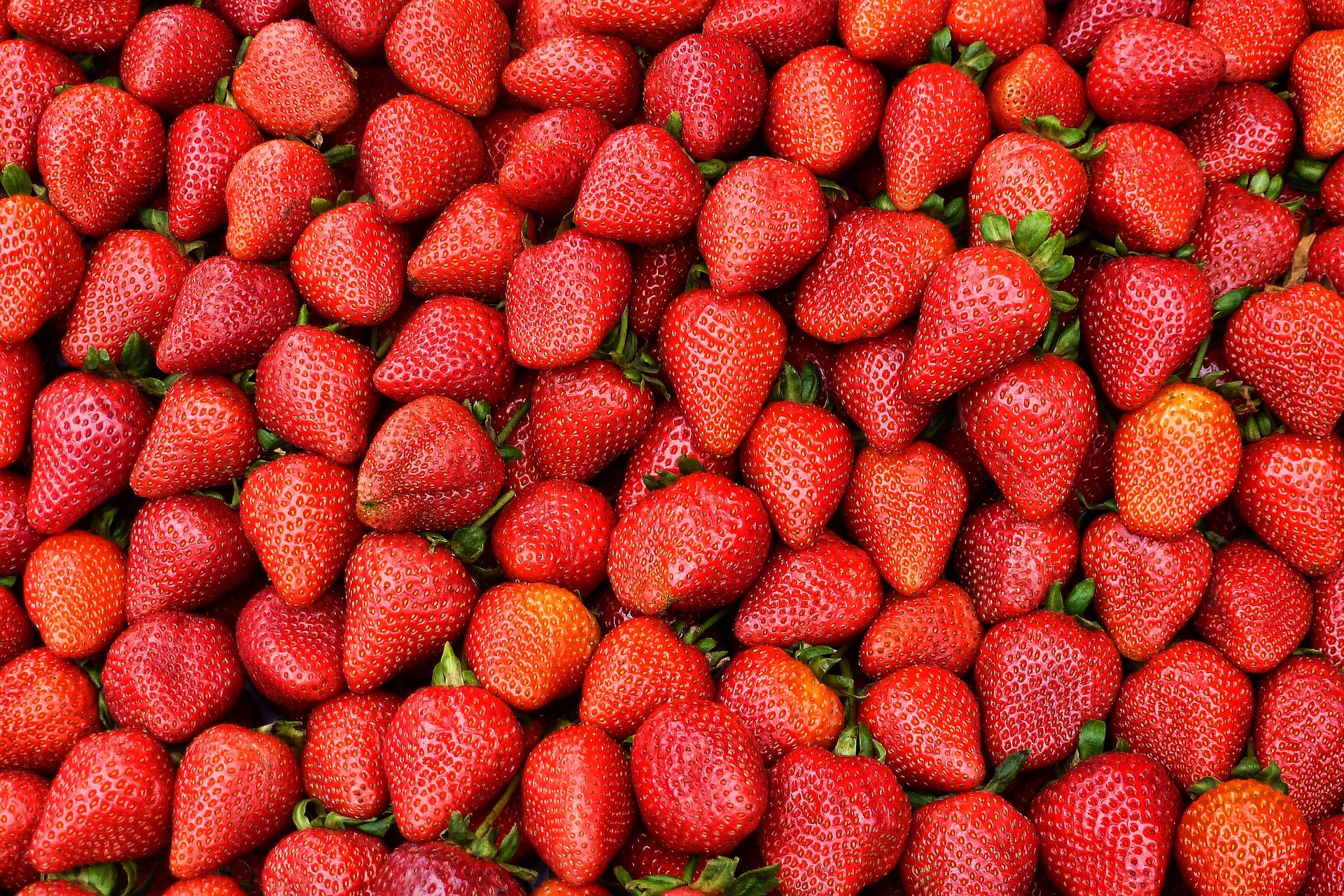 Wake Tech Strawberry Festival at SNWC