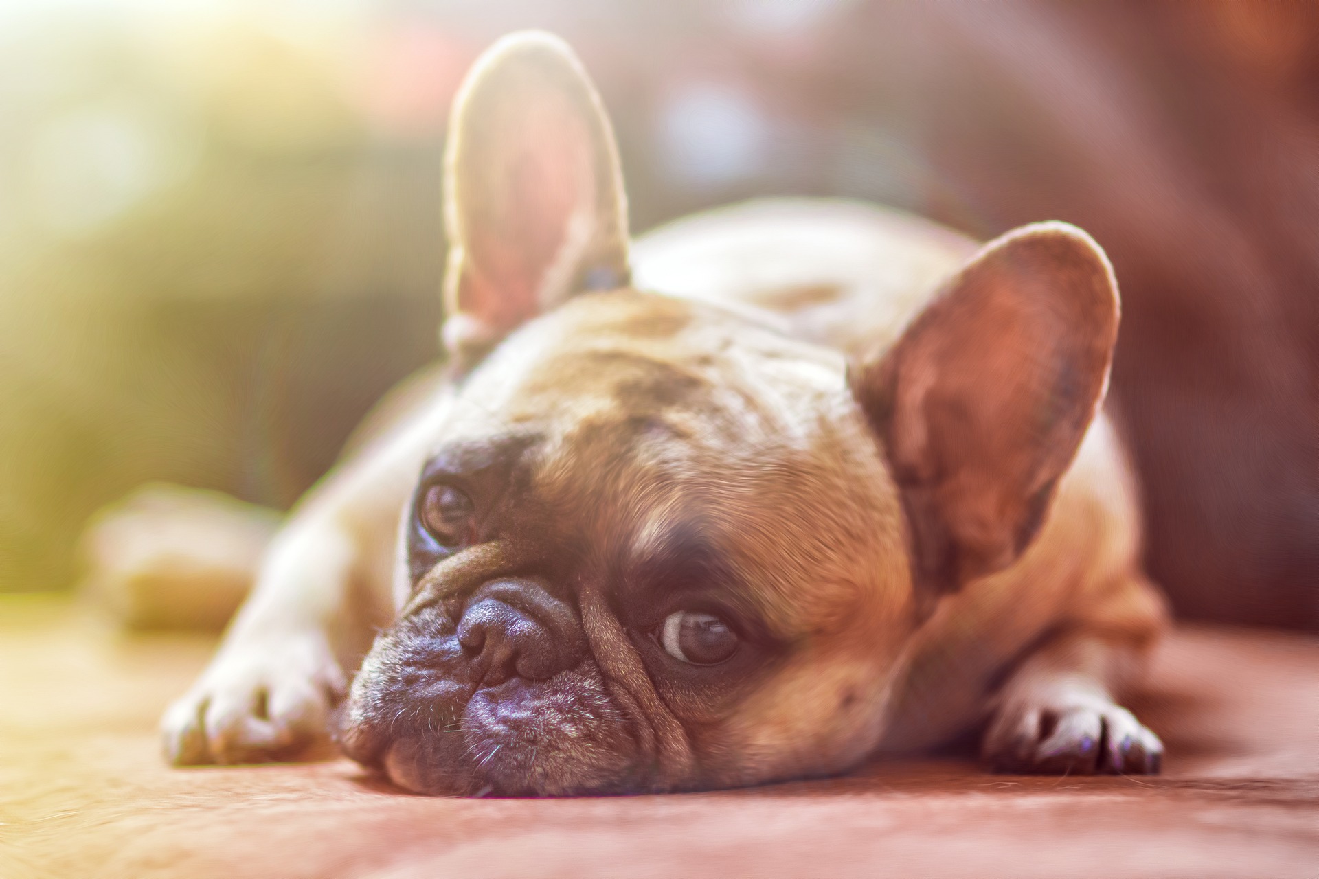 postudadruphehastocluthuswumefrouipikathawra Coffee & Cuddles | PSEC