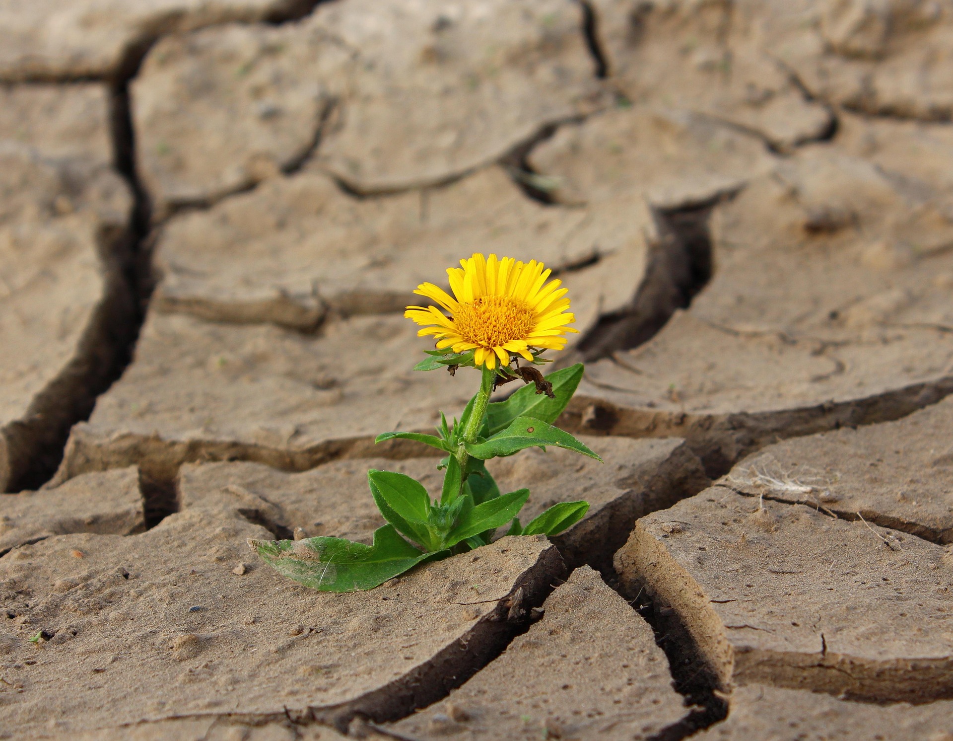Flower sprouting from dry soil