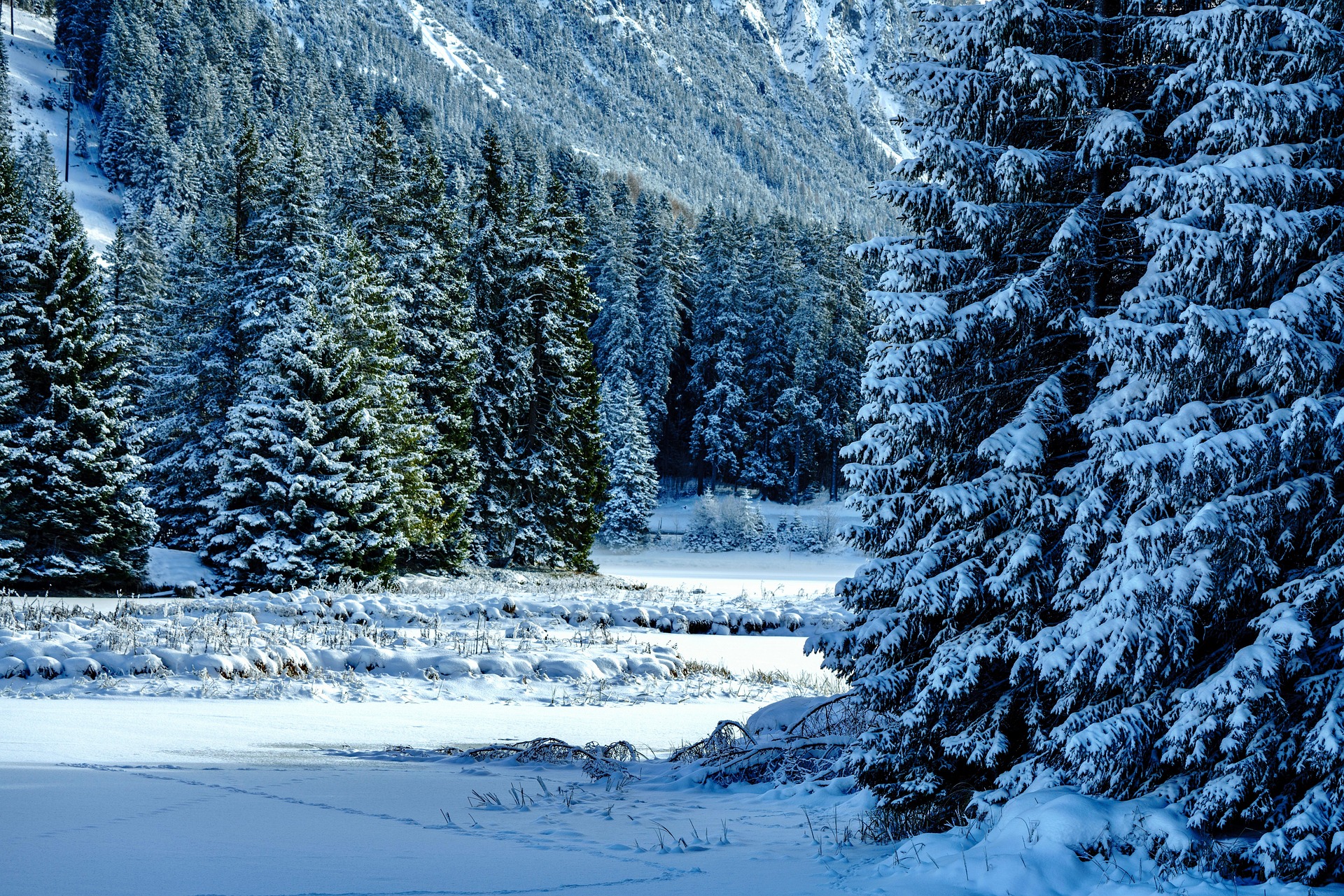 pine forest with snow on the ground