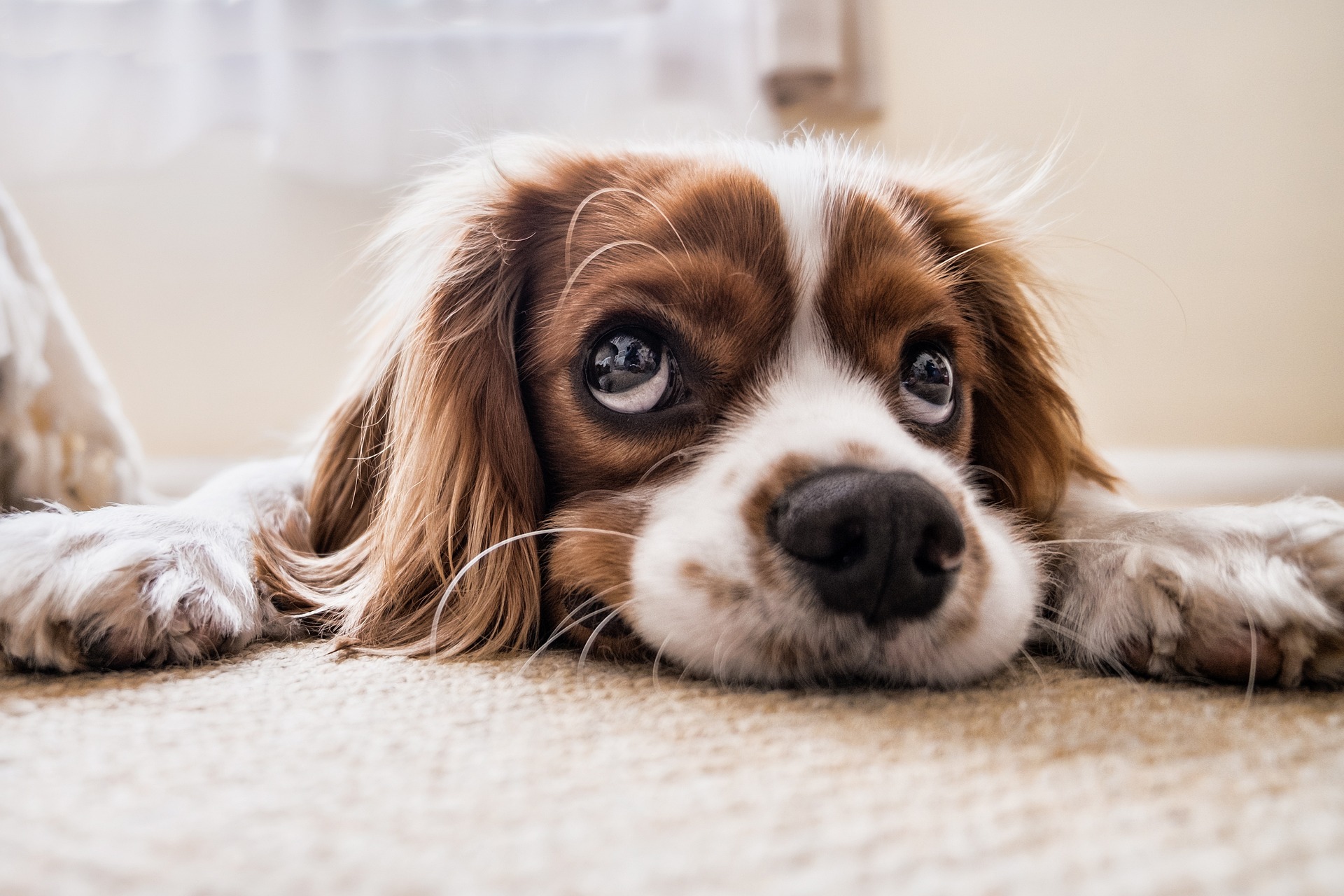 media:calendar_images:eeb100cd-9f13-4ab9-92b3-b483ce42808e Coffee and Cuddles | PHSC