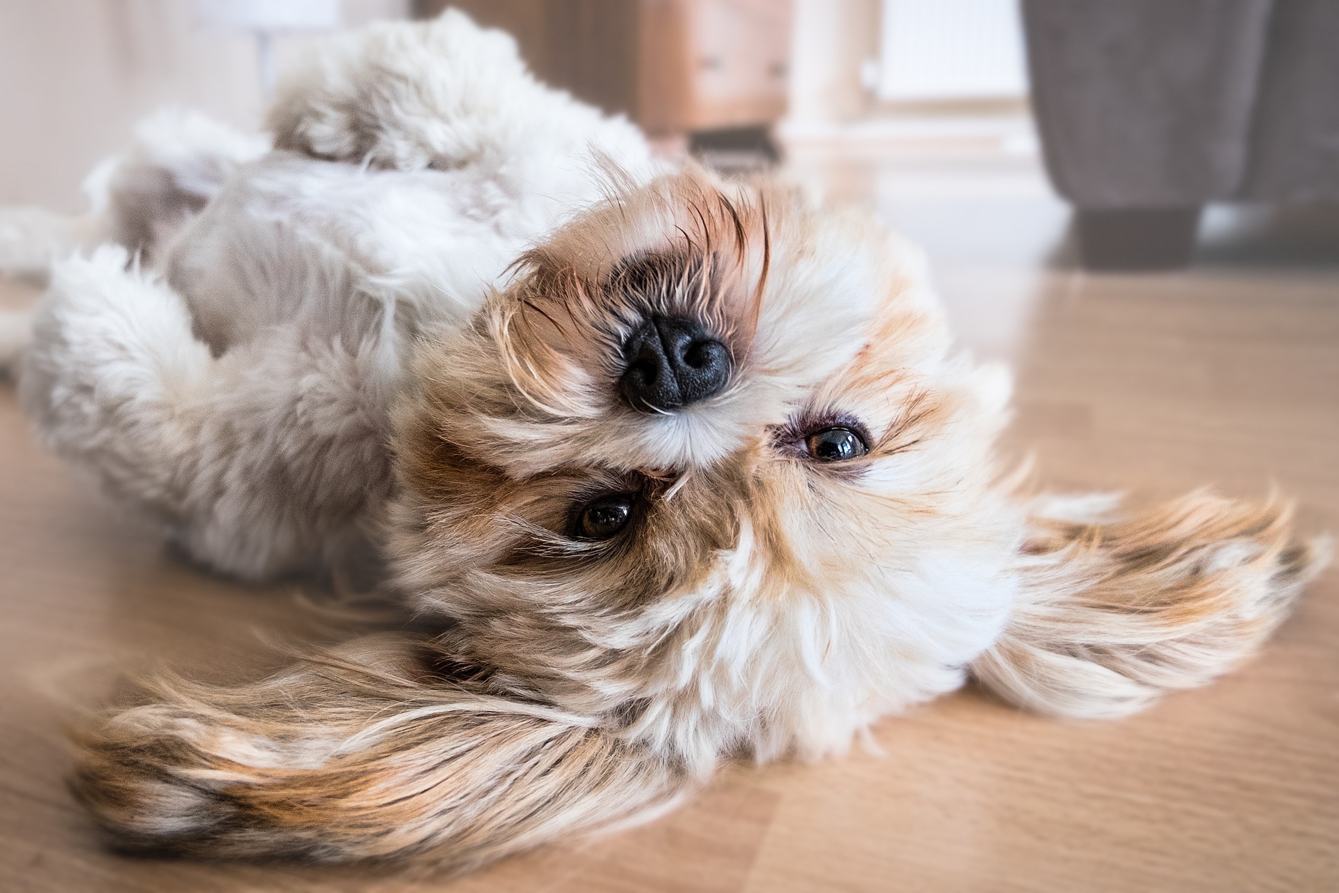 media:calendar_images:cf47c234-479b-4842-98e9-1df158caeea9 Coffee and Cuddles | Northern Wake Campus
