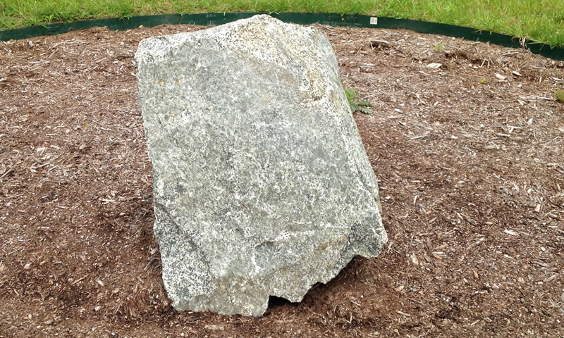 Figure 1: The diorite boulder at Northern Wake Campus.