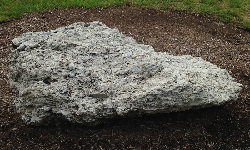 Figure 1: Castle Hayne limestone boulder at Northern Wake Campus.