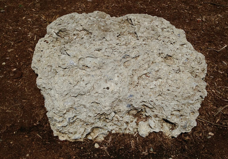 Figure 2: Castle Hayne limestone boulder at Southern Wake (Main) Campus.