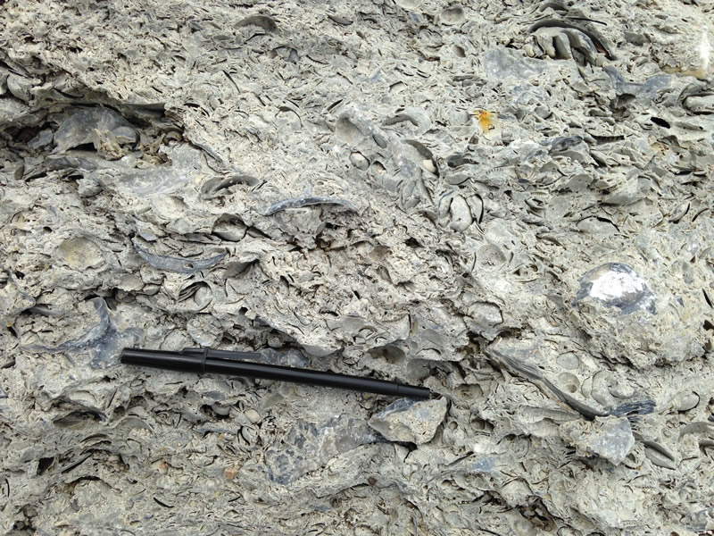 Figure 3: The surface of the Castle Hayne limestone showing various shells embedded in mud. 