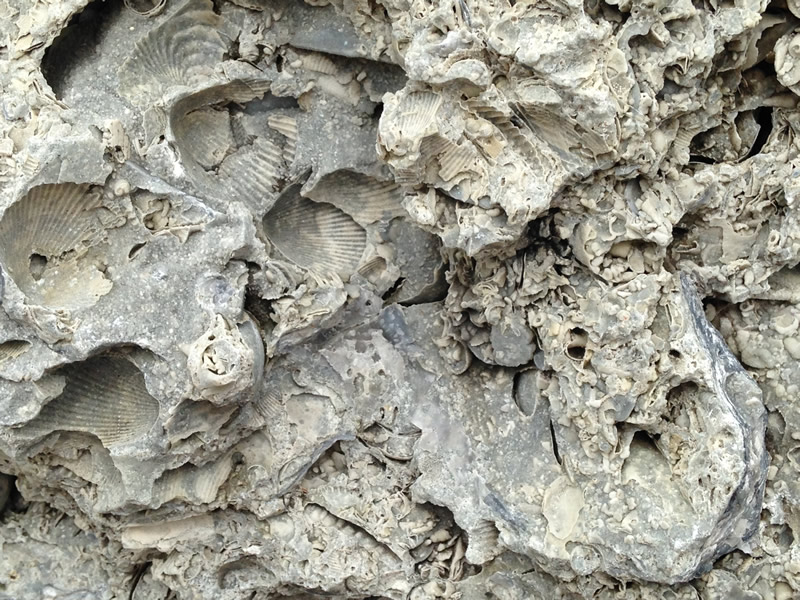 Figure 6: Another detail image showing some of the other ways that shells are found in this rock: impressions, preserved shell material, cavities, etc.
