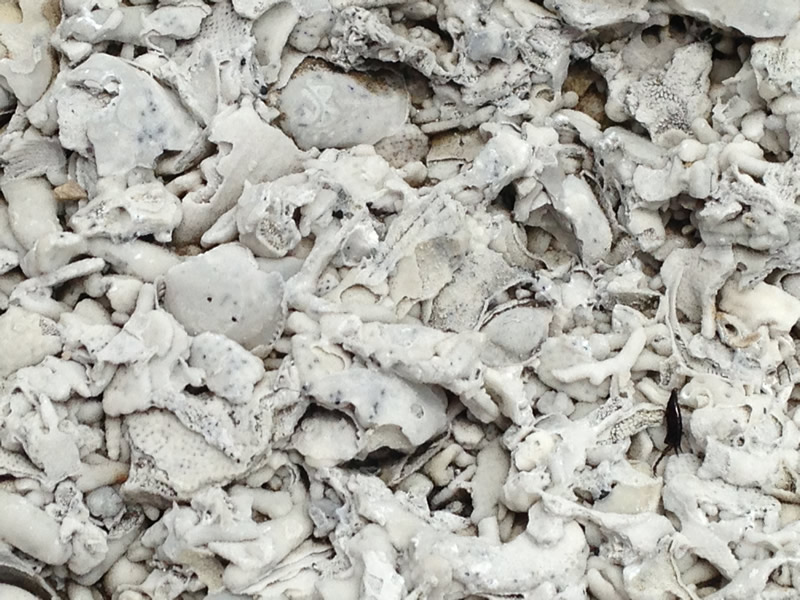 Figure 5: In this detail view of the limestone, you can really see how broken and worn down the different fossils are.