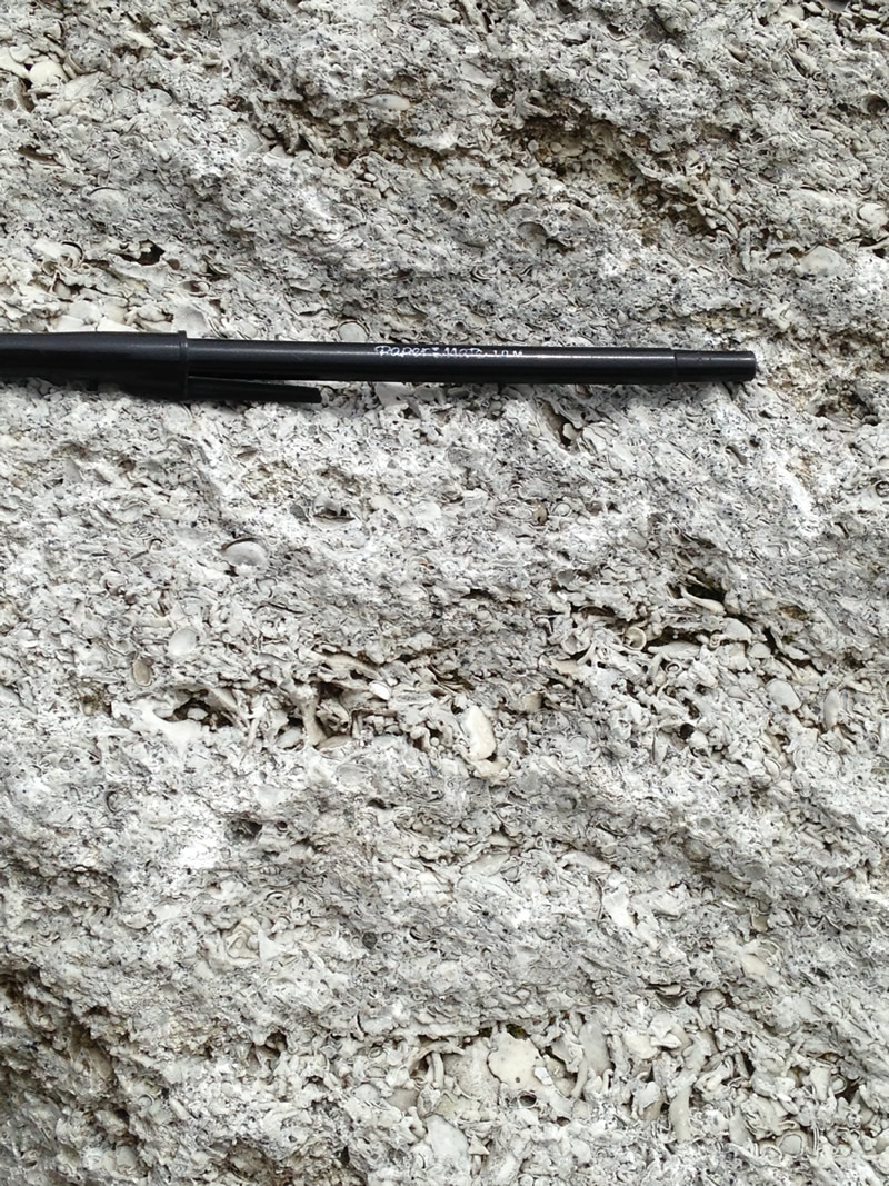 Figure 6: Another image of the layers of worn down and broken fossils in this limestone. 