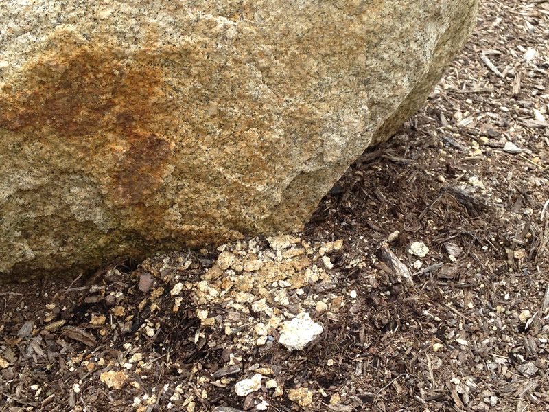Figure 5: This little pile of sediment at the base of the boulder fell off naturally due to weathering. 