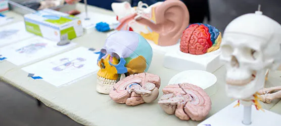 Models of human skulls and brains are on display during STEM Day.