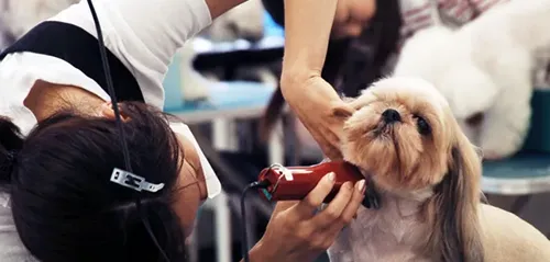 Animal care training