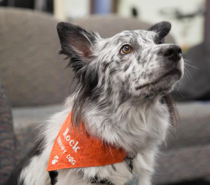 Wake Tech Offers Animal Therapy to Help Students Fight Stress