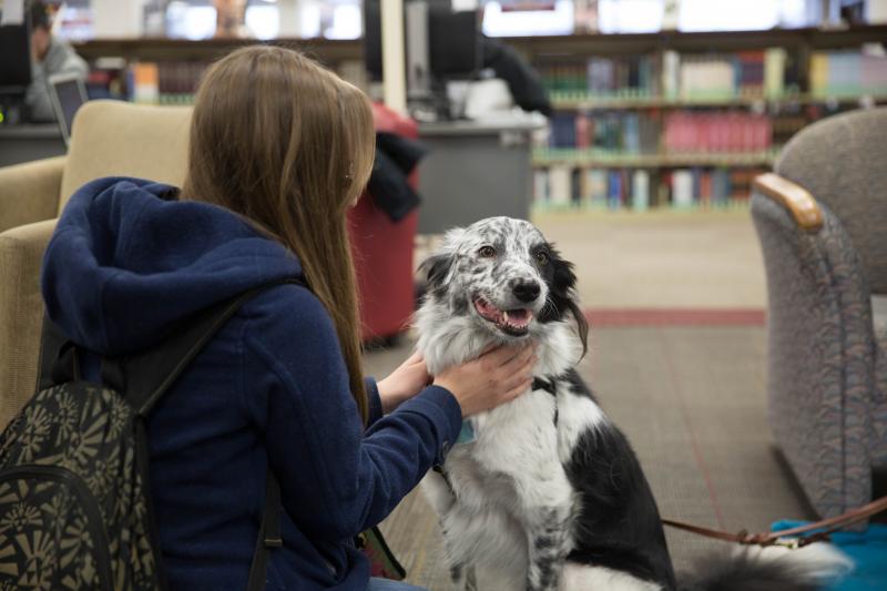 Wake Tech Offers Animal Therapy to Help Students Fight Stress