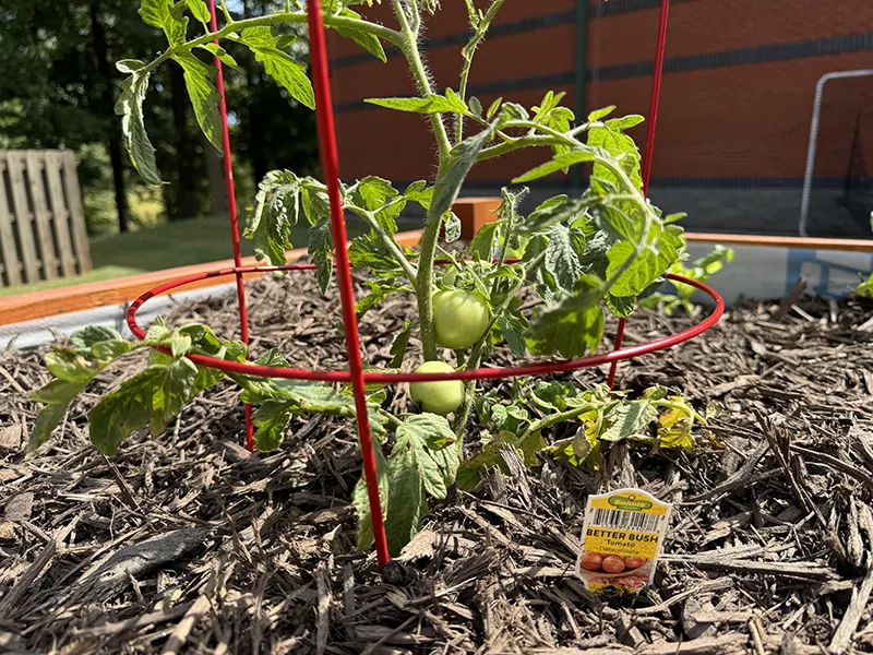 Wake Tech students are growing tomato plants in a vegetable garden on Southern Wake Campus.