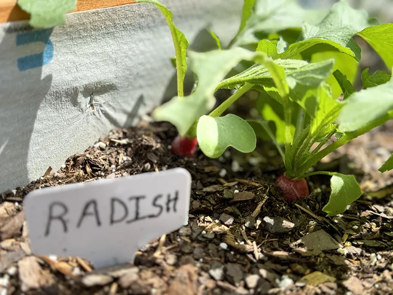Wake Tech students are growing radishes in a vegetable garden on Southern Wake Campus.