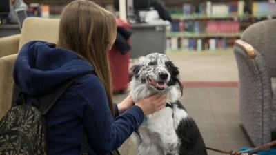 Wake Tech Offers Animal Therapy to Help Students Fight Stress