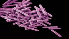 Microbiology Club November Meeting