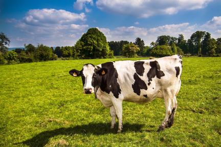 Tasty Tuesday - FREE Chick-fil-A SNWC